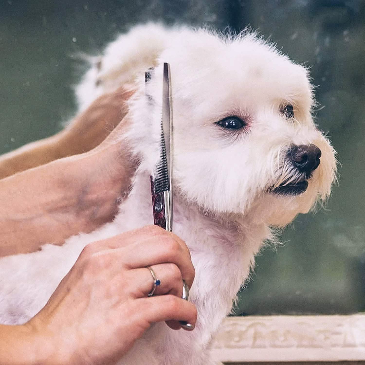 Gimars 6-in-1 Professional Stainless Steel Safety Pet Grooming Scissors